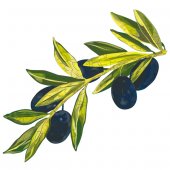 Naklejka ścienna Dla Dzieci - Gałązka oliwna