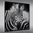 Obraz Forex - Zebra