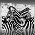 Obraz Plexiglas - Zebra