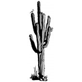 Naklejka ścienna - Kaktus