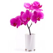 Naklejka ścienna - Kwiatek Orchidea