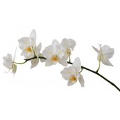 Naklejka ścienna - Orchidea