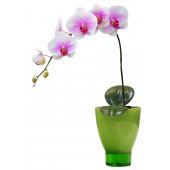 Naklejka ścienna - Orchidea